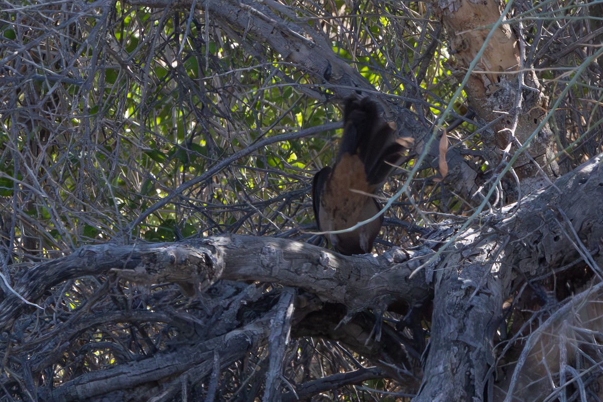 Abert's Towhee - ML647077956