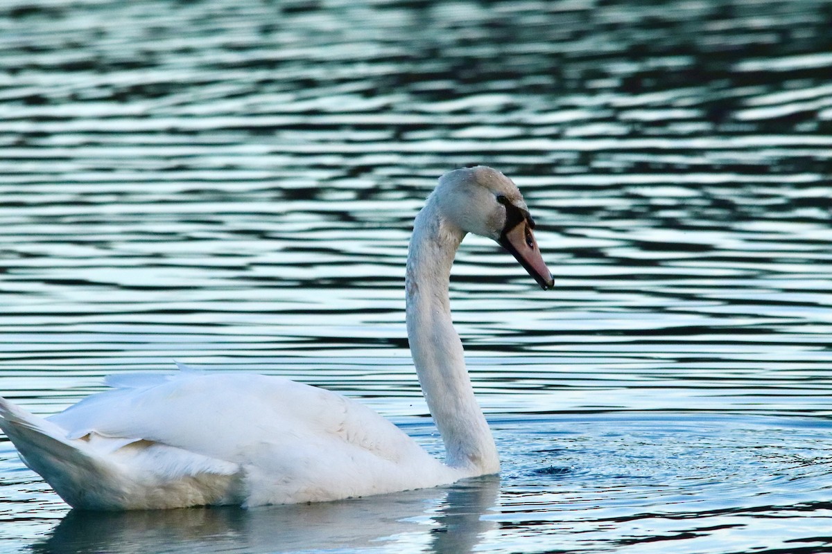 Лебідь-шипун - ML647077965