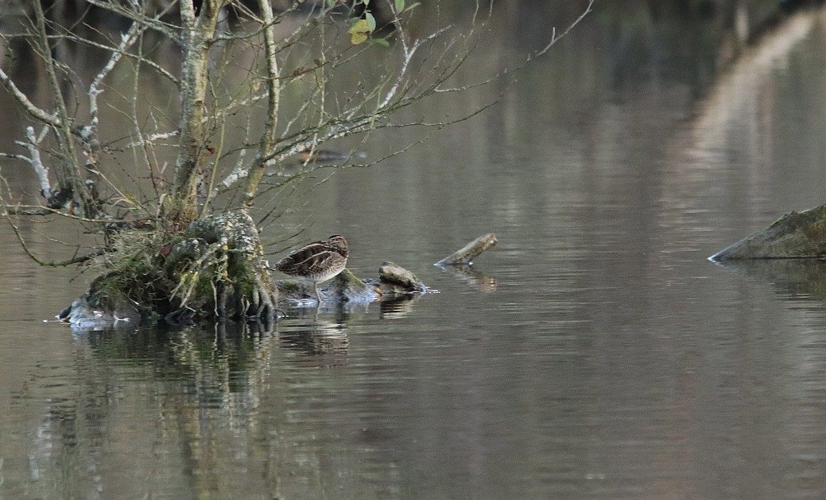 חרטומית ביצות - ML647077976