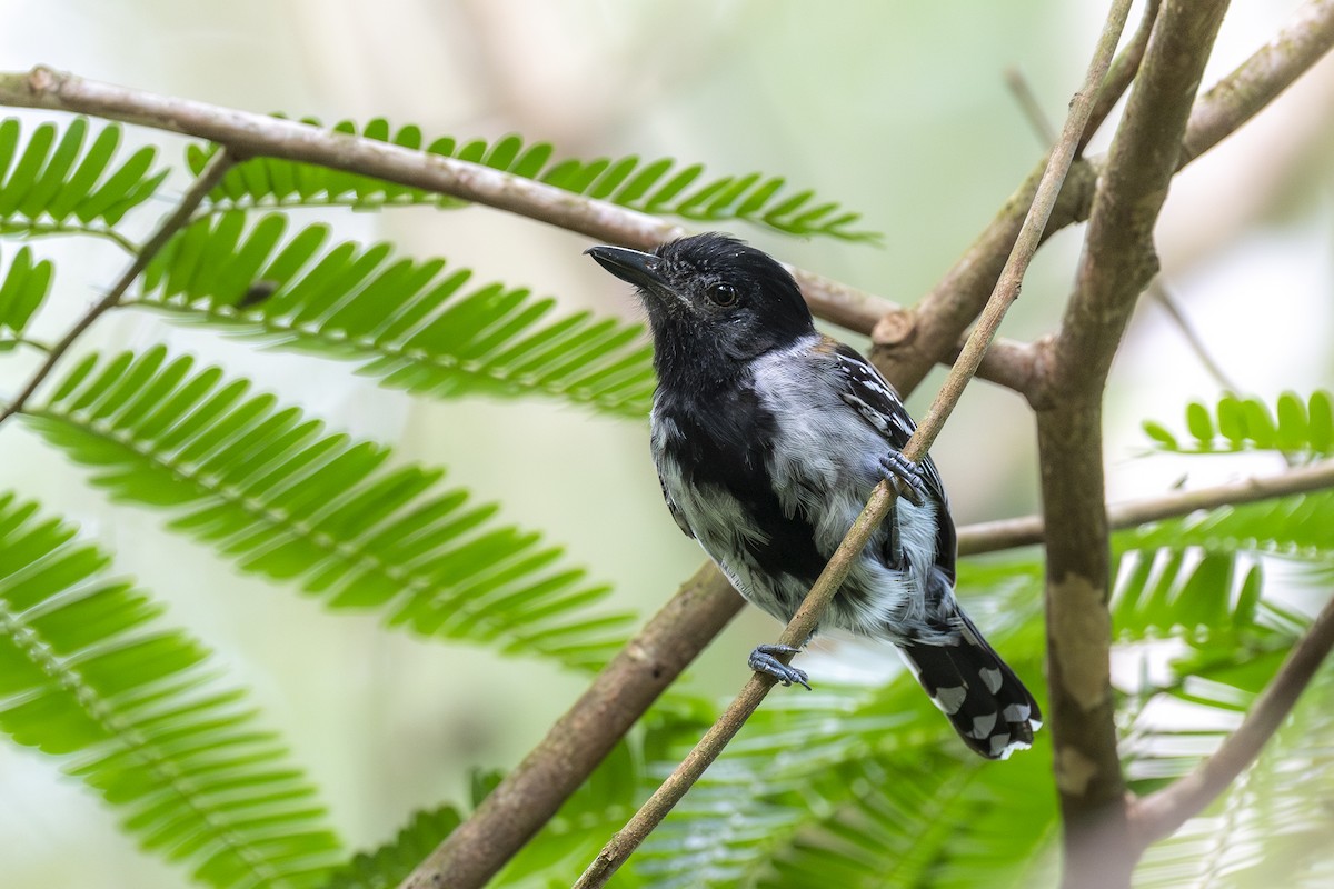 エボシアリモズ - ML647077985