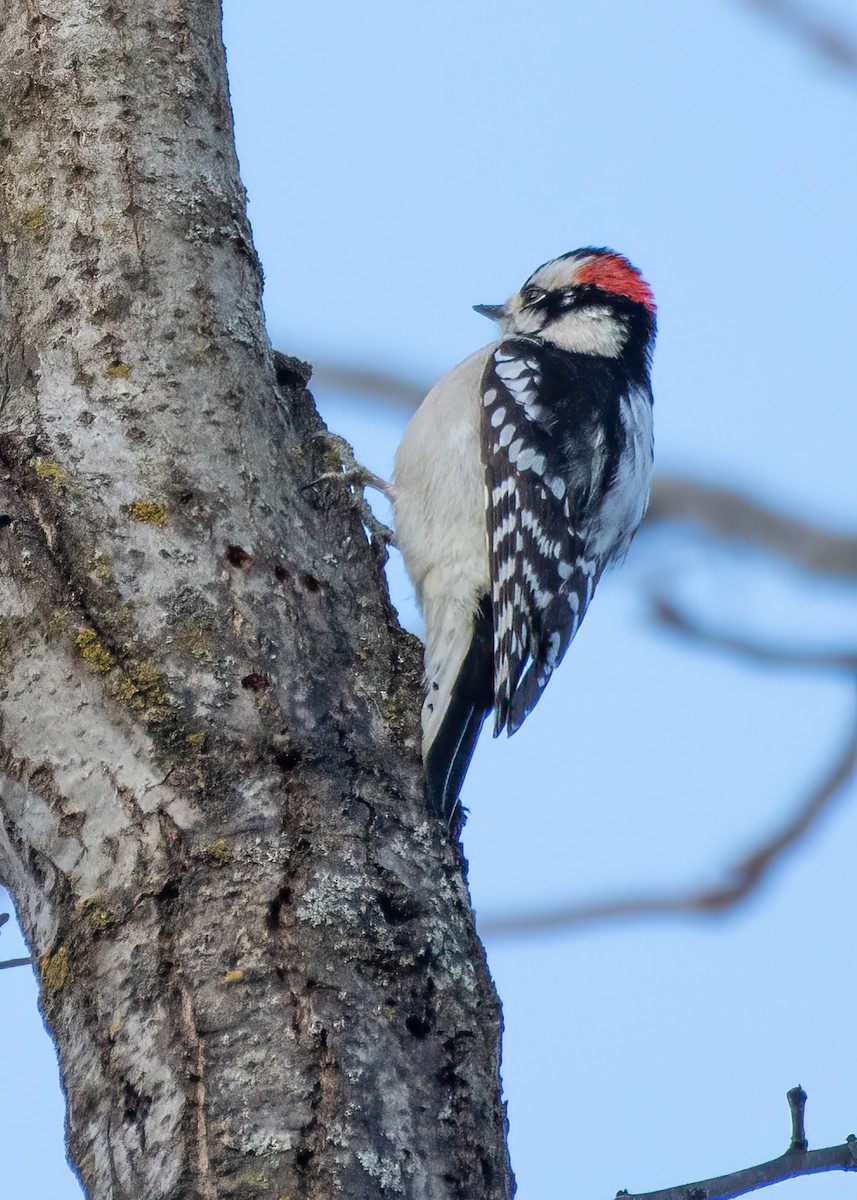 Downy Woodpecker - ML647077987