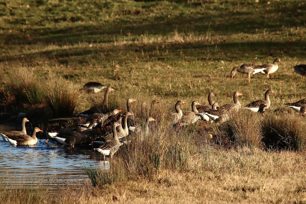 灰雁 - ML647077988