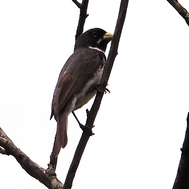 Sporophile à col double - ML647077990