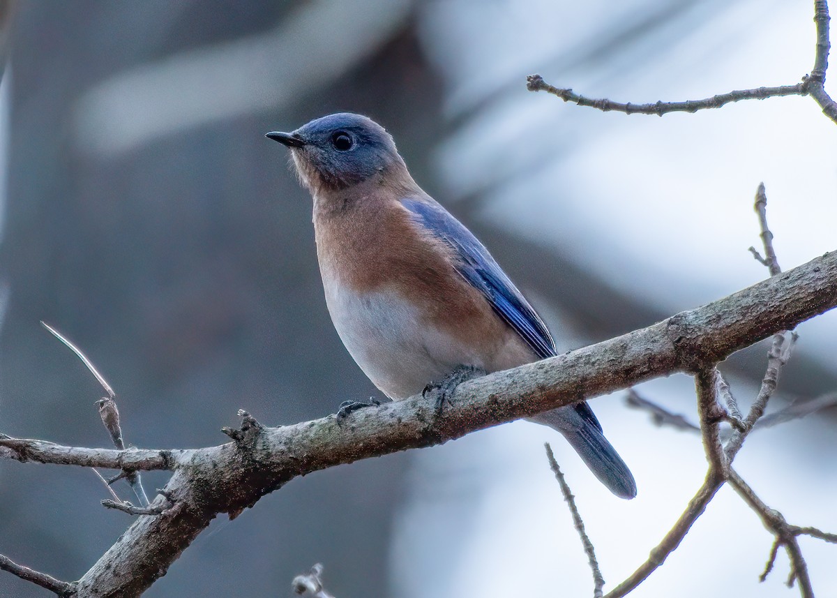 Eastern Bluebird - ML647077999
