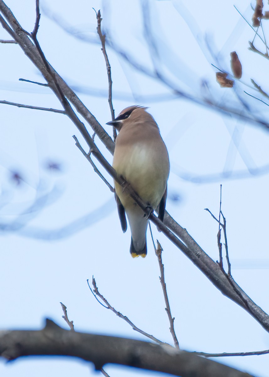 Cedar Waxwing - ML647078001