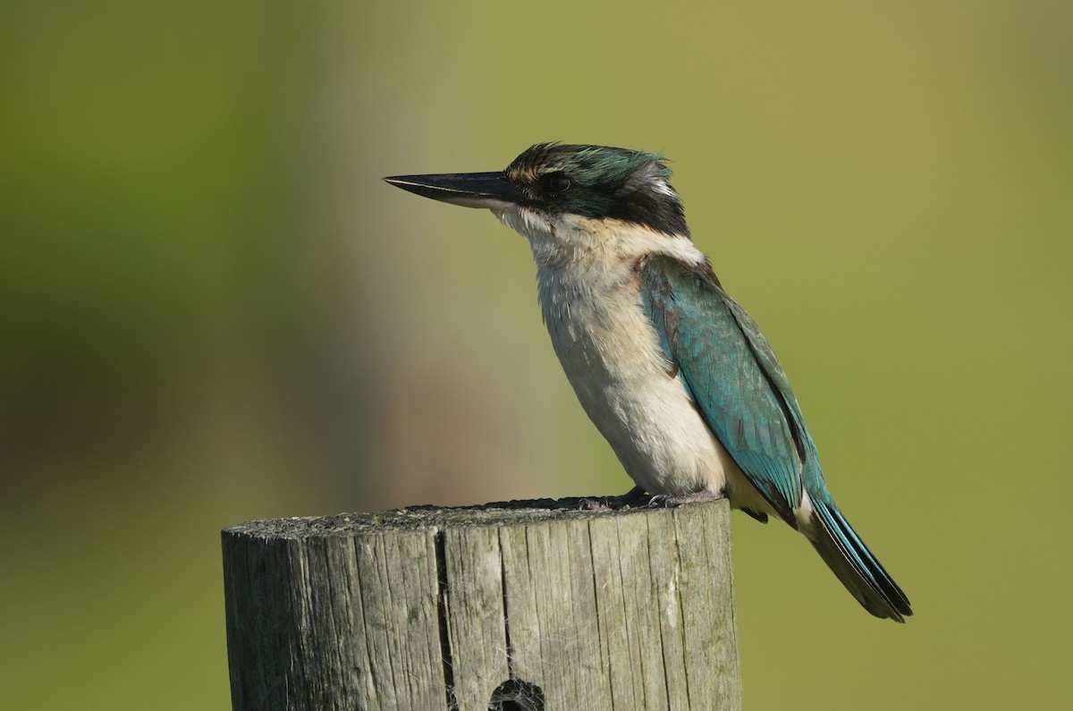 Sacred Kingfisher - ML647078028