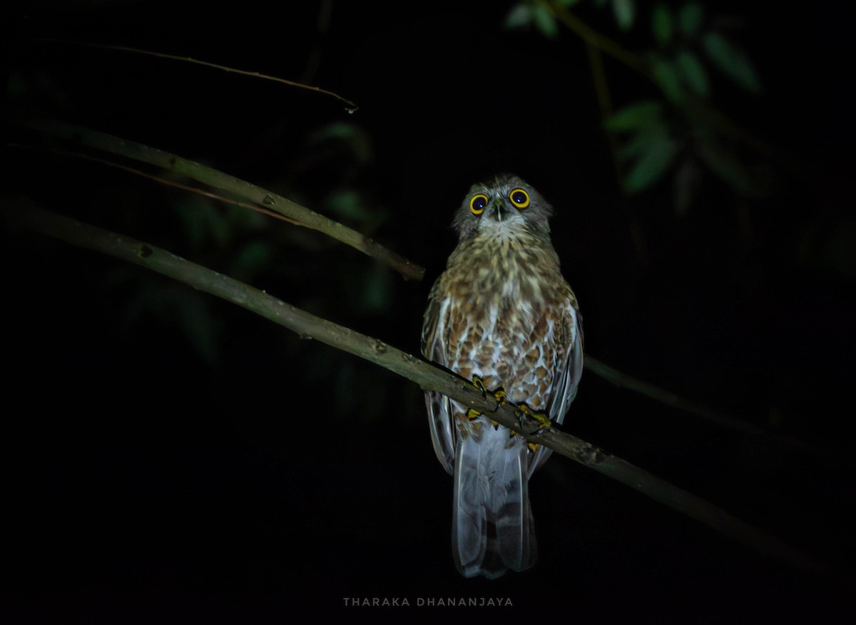 Brown Boobook - ML647078044