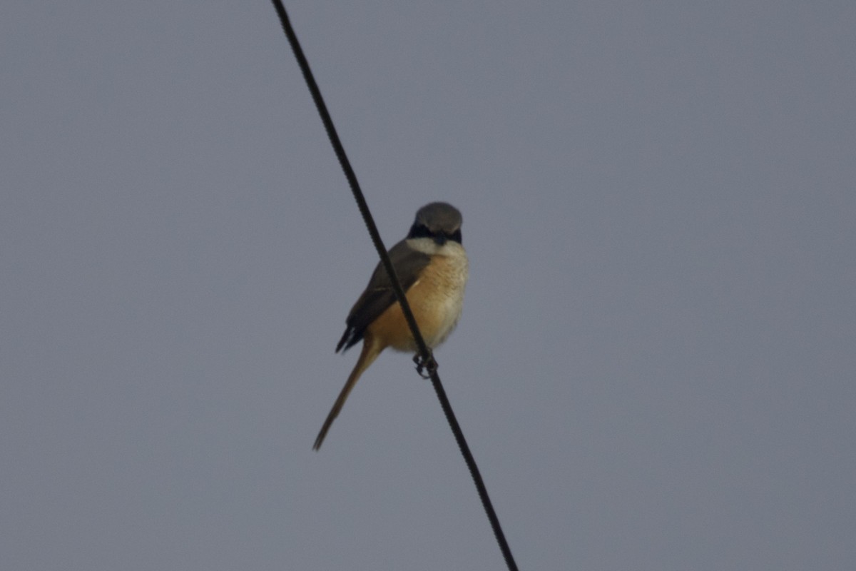 Gray-backed Shrike - ML647078046