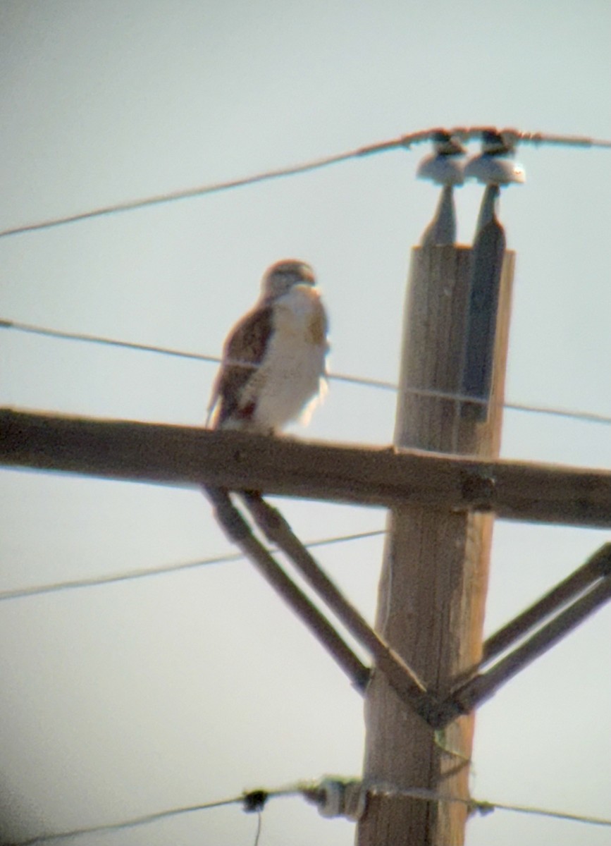 kongevåk - ML647078060