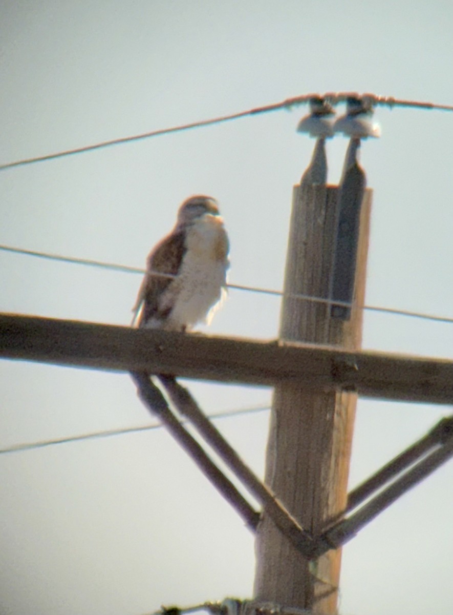 kongevåk - ML647078061