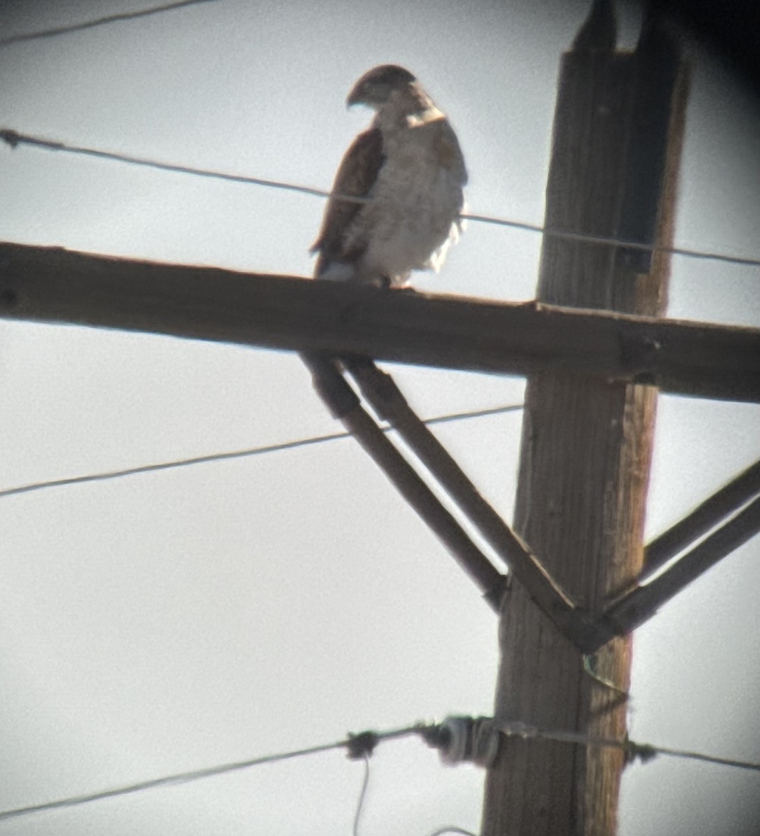 kongevåk - ML647078062