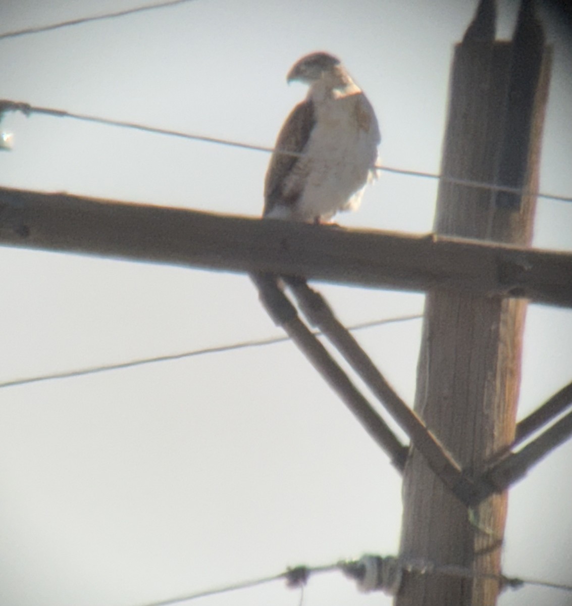 kongevåk - ML647078063