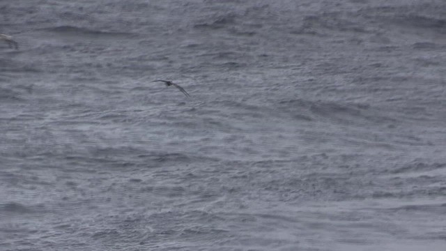 White-chinned Petrel - ML647078064