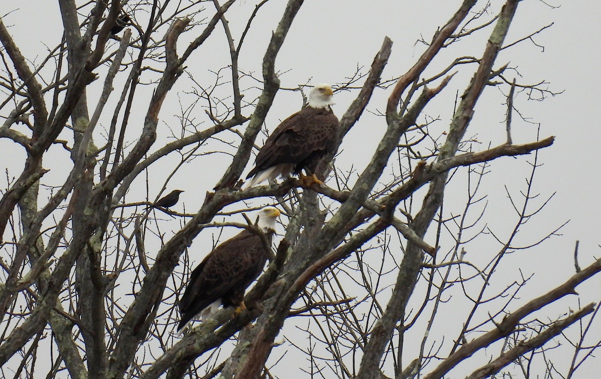 orel bělohlavý - ML647078079