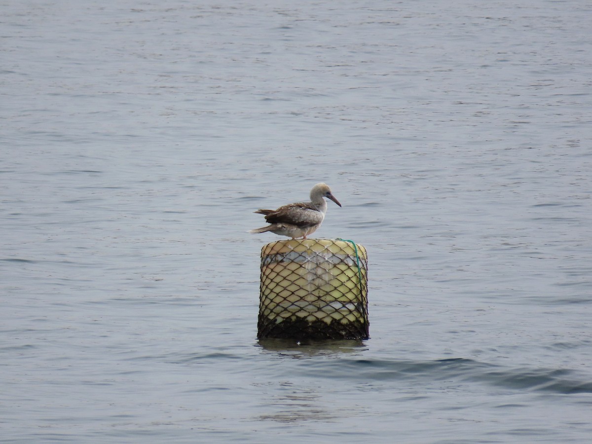 Сула червононога - ML647078087