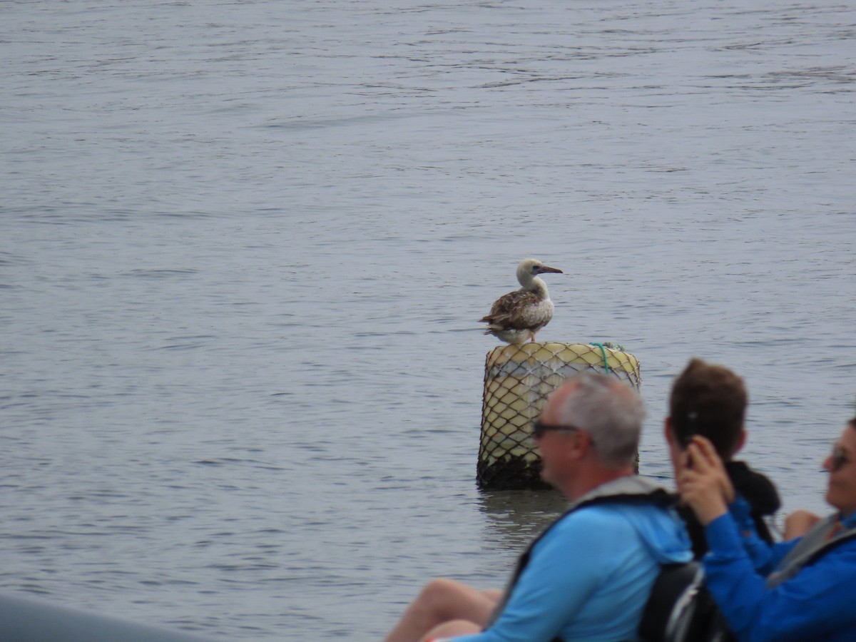 Сула червононога - ML647078088