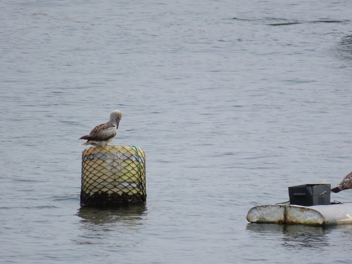 Сула червононога - ML647078089