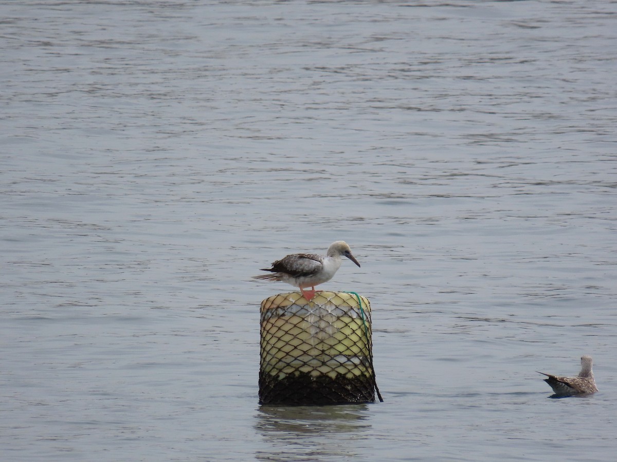 Сула червононога - ML647078092