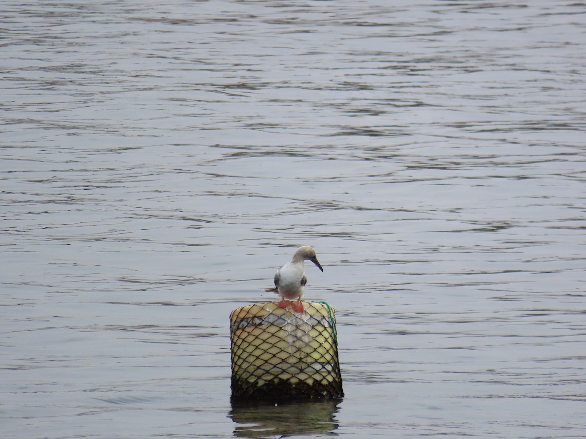 Сула червононога - ML647078093