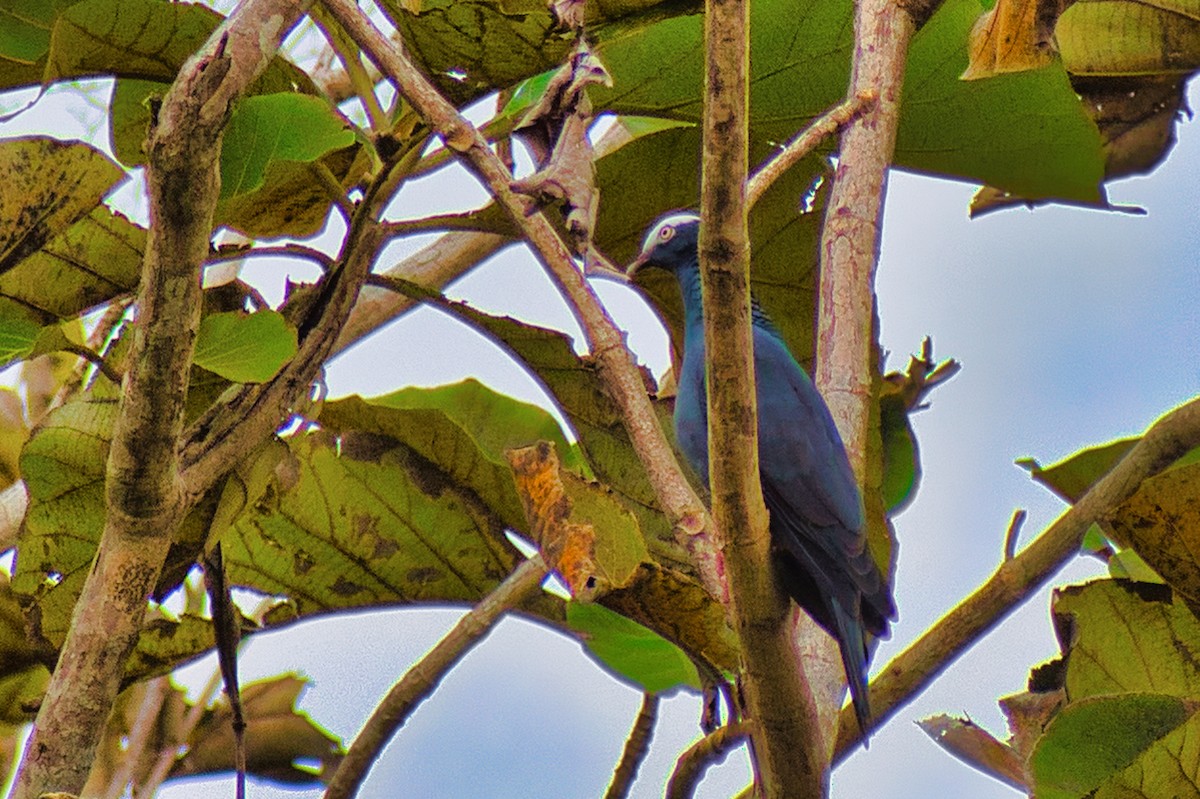 White-crowned Pigeon - ML647078097