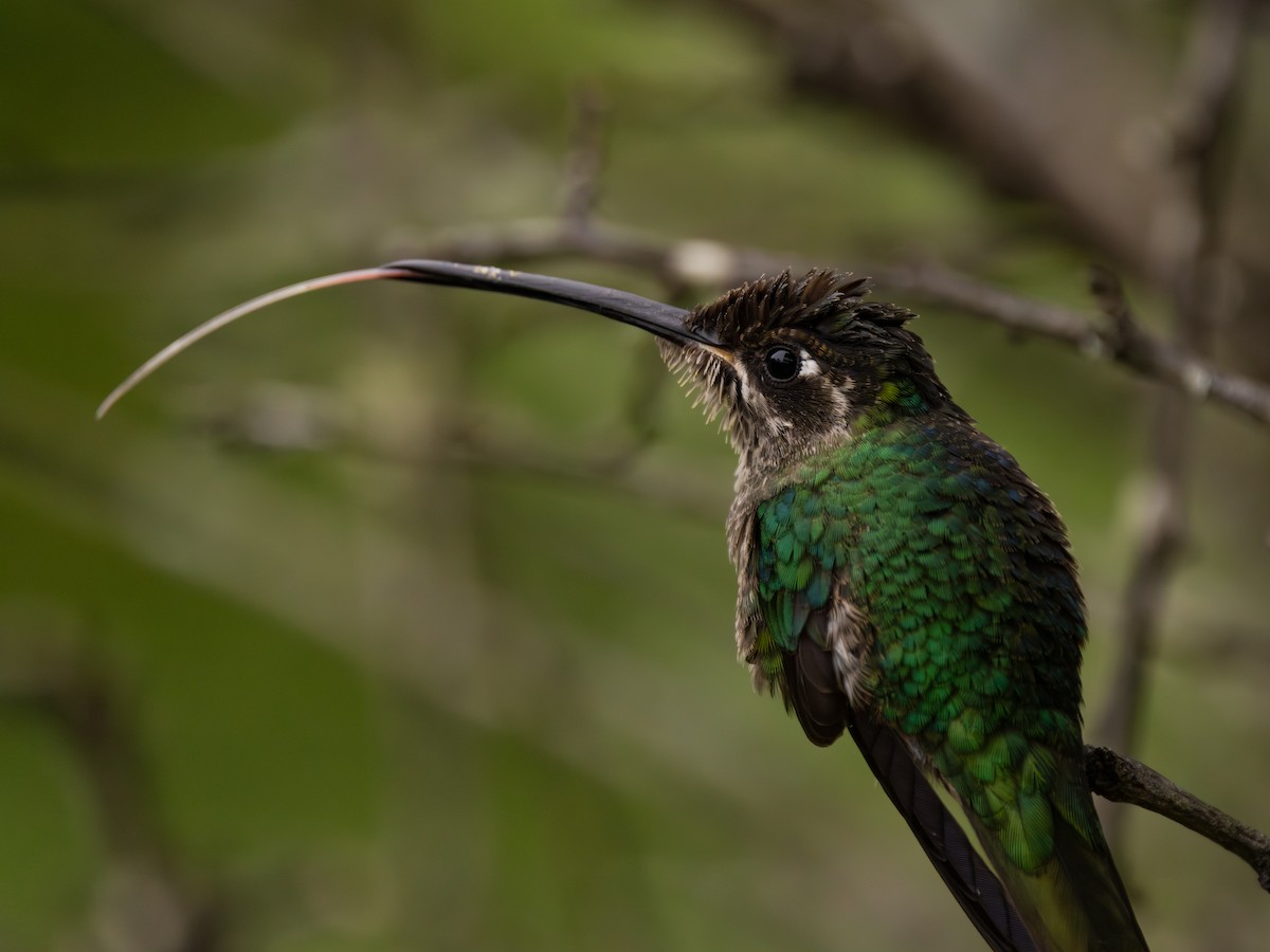 talamancakolibri - ML647078102