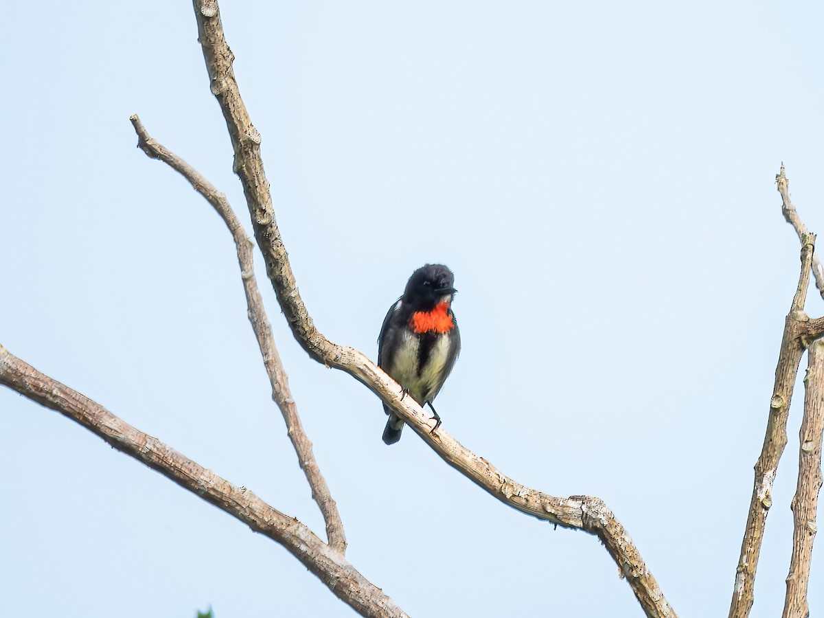 gråsideblomsterfugl - ML647078106