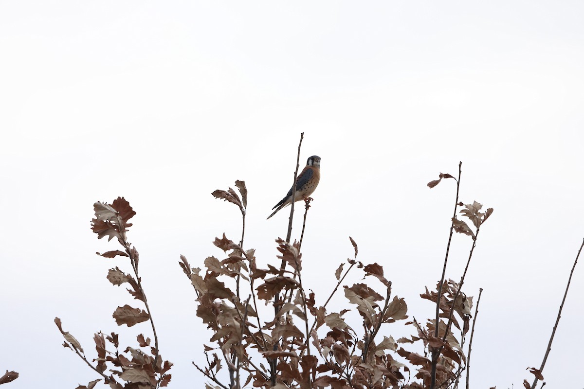 American Kestrel - ML647078111