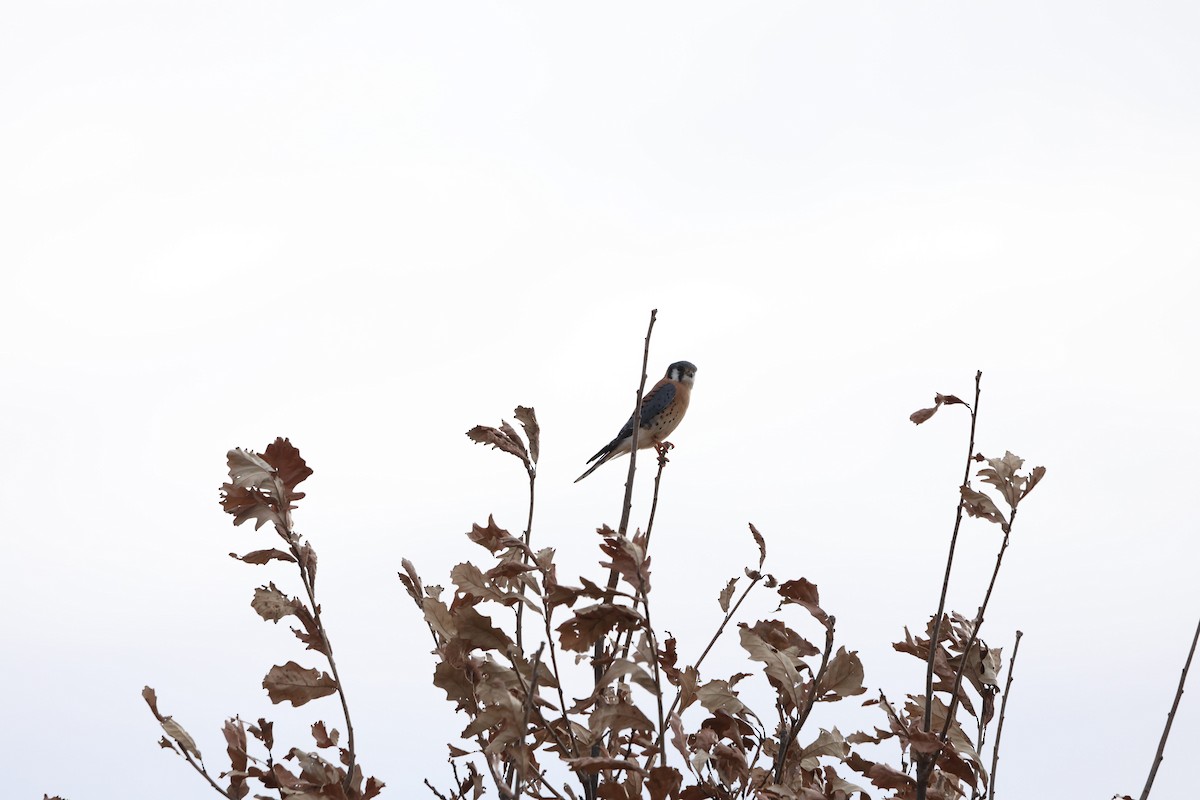 American Kestrel - ML647078112