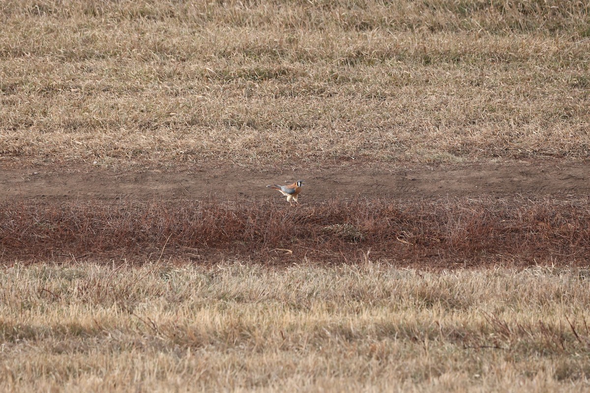 spurvefalk - ML647078113