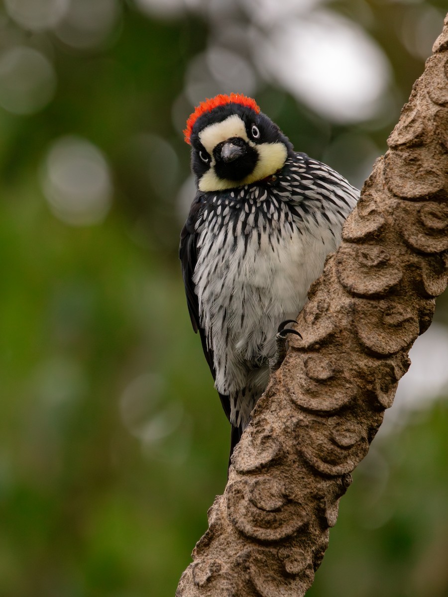 eikespett - ML647078114