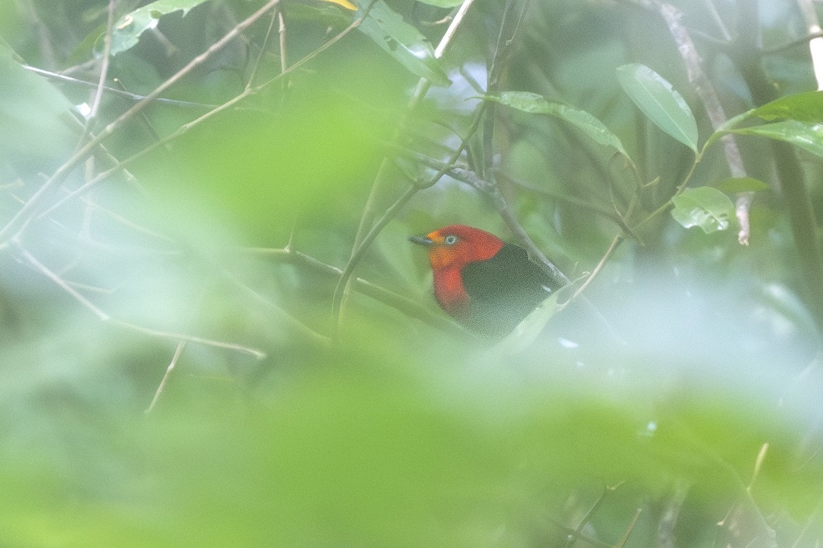 flammemanakin - ML647078115