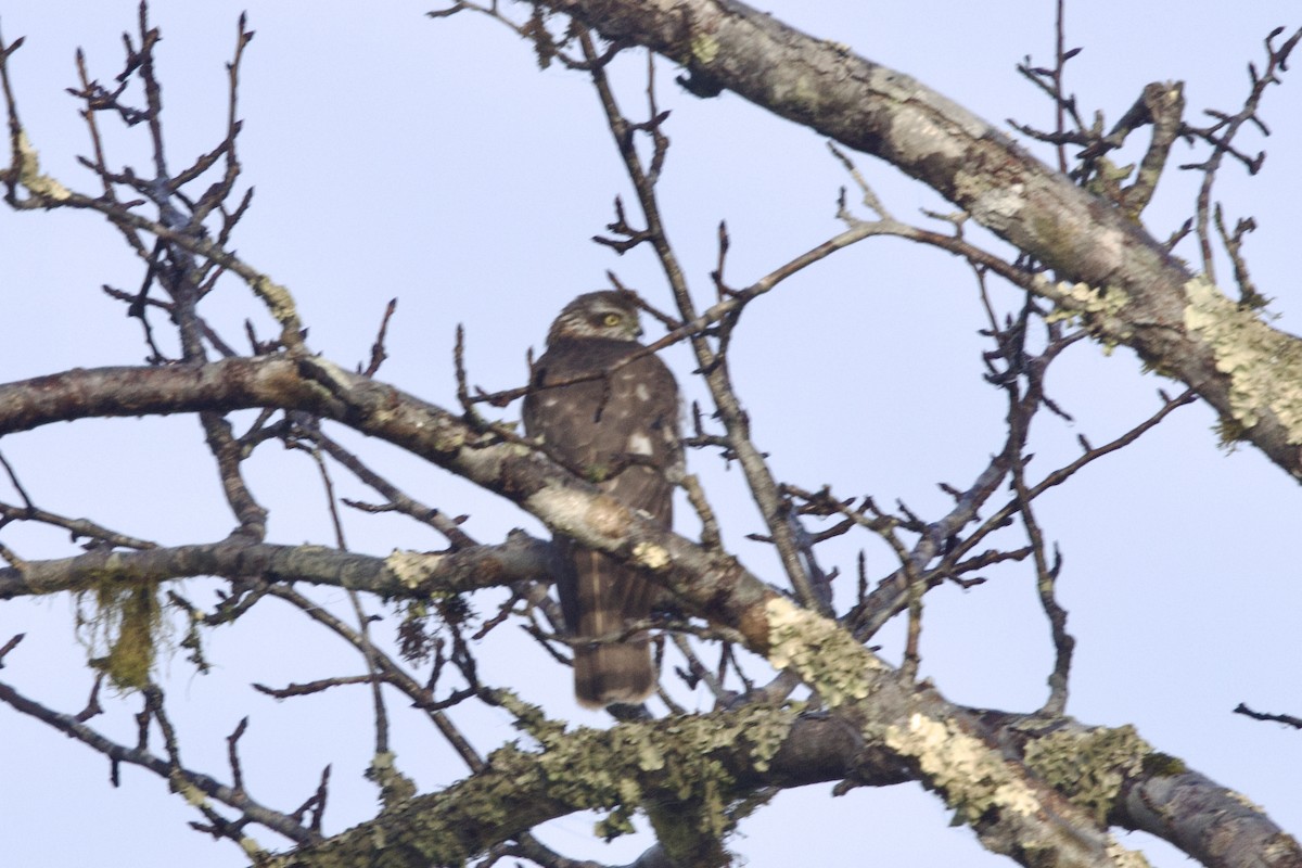 spurvehauk - ML647078116