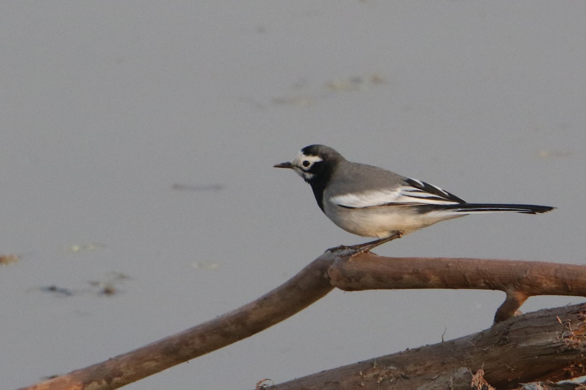 linerle - ML647078117