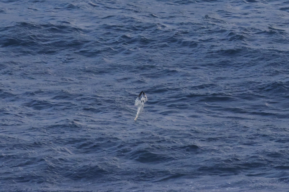 havsule - ML647078118