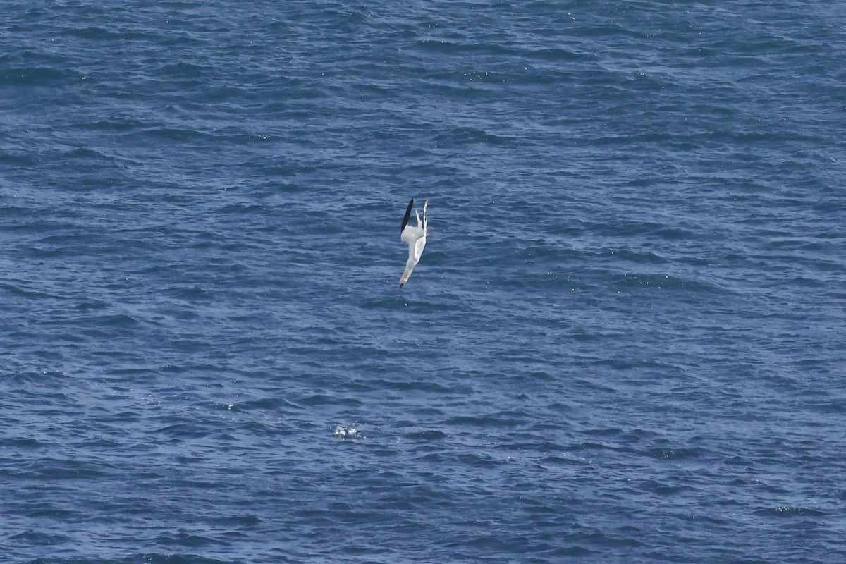 havsule - ML647078119