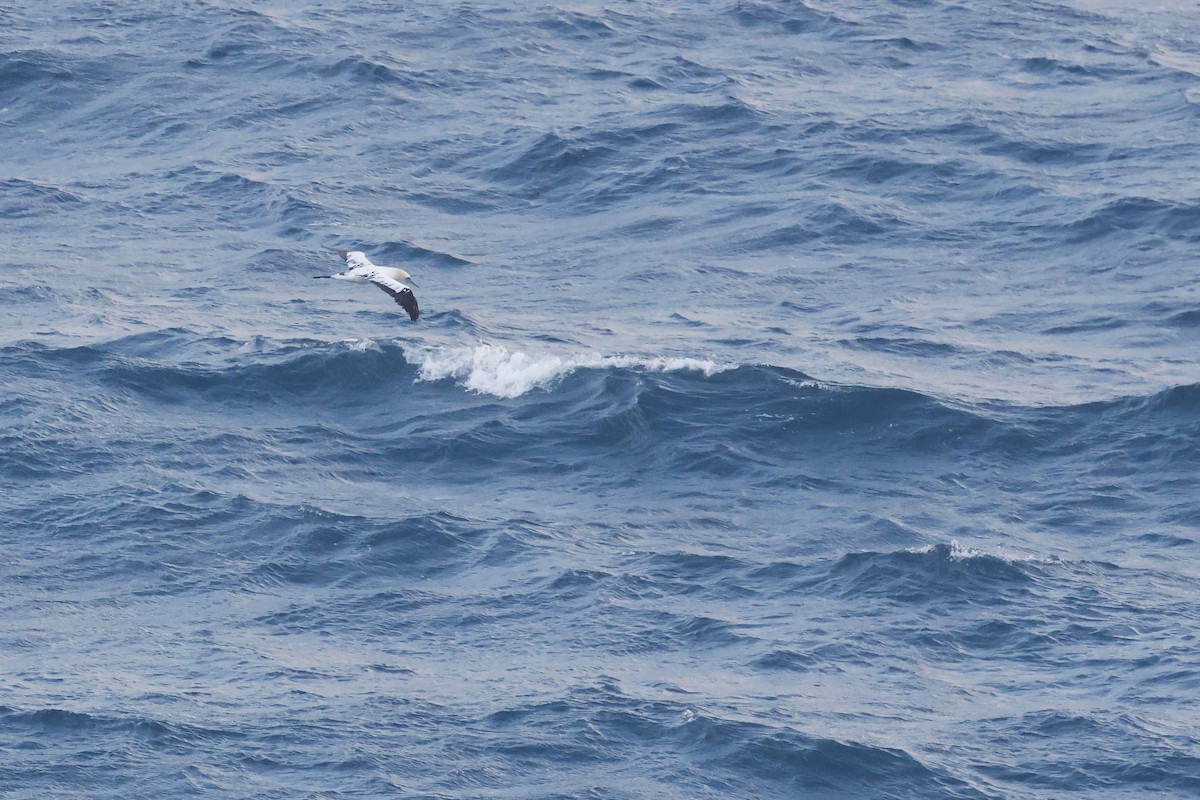 havsule - ML647078120