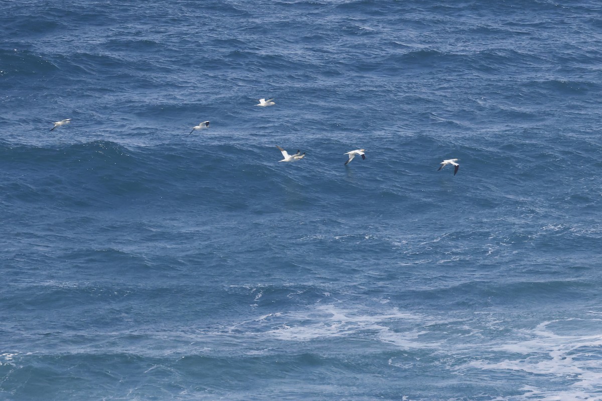 havsule - ML647078121