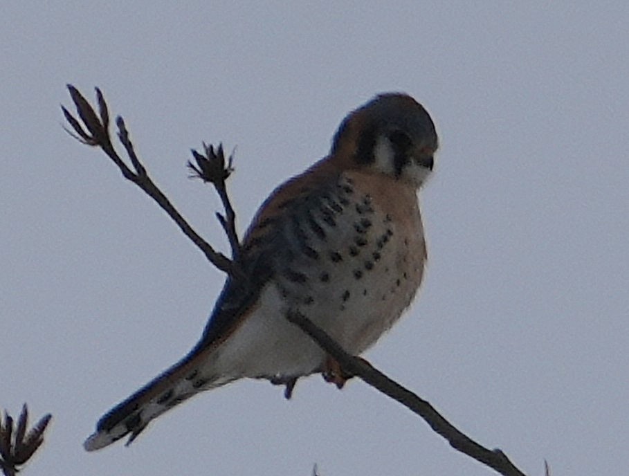 spurvefalk - ML647078122