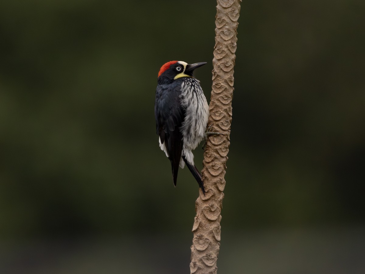 eikespett - ML647078123