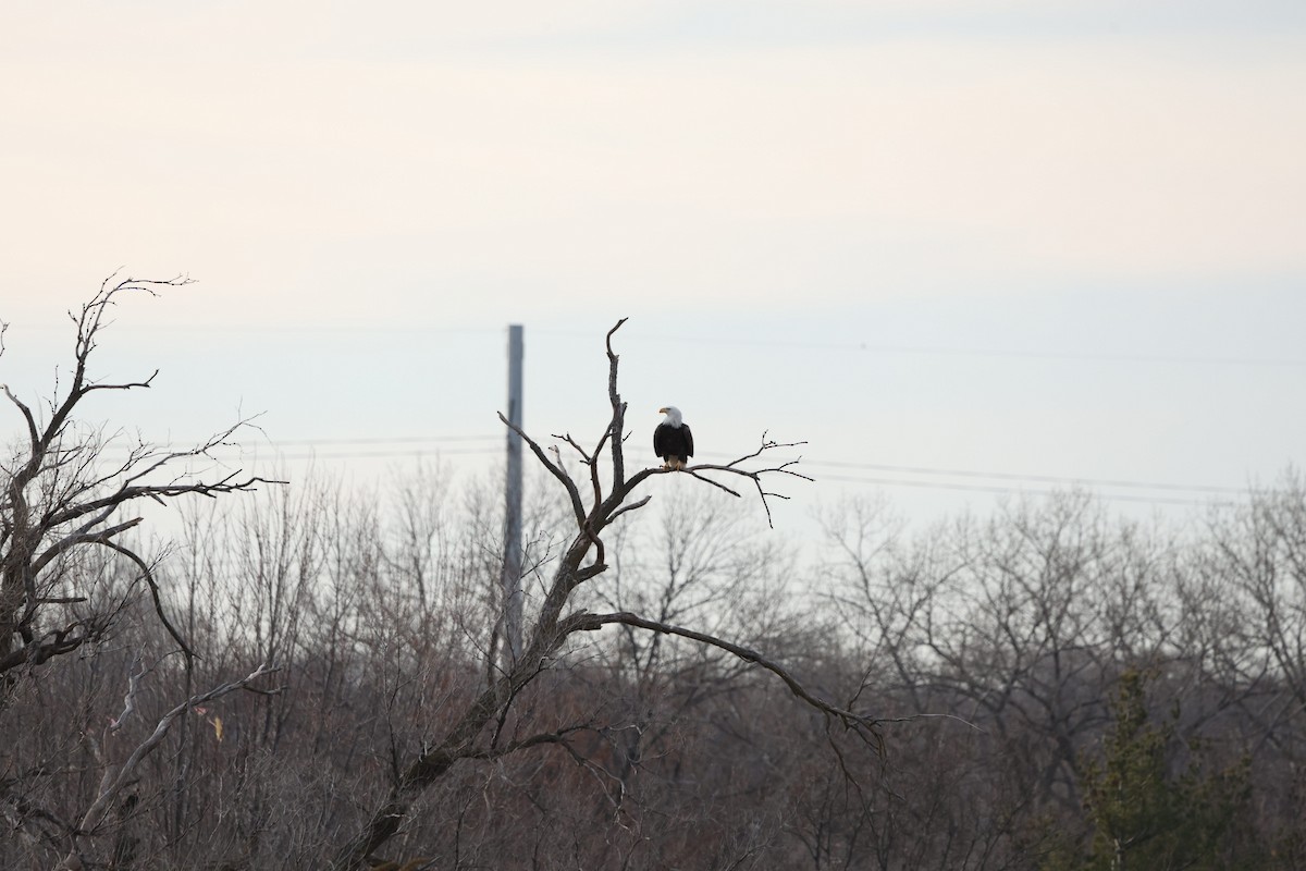 hvithodehavørn - ML647078124