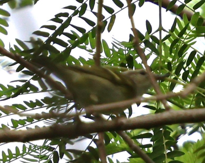 gulbrynsanger - ML647078125