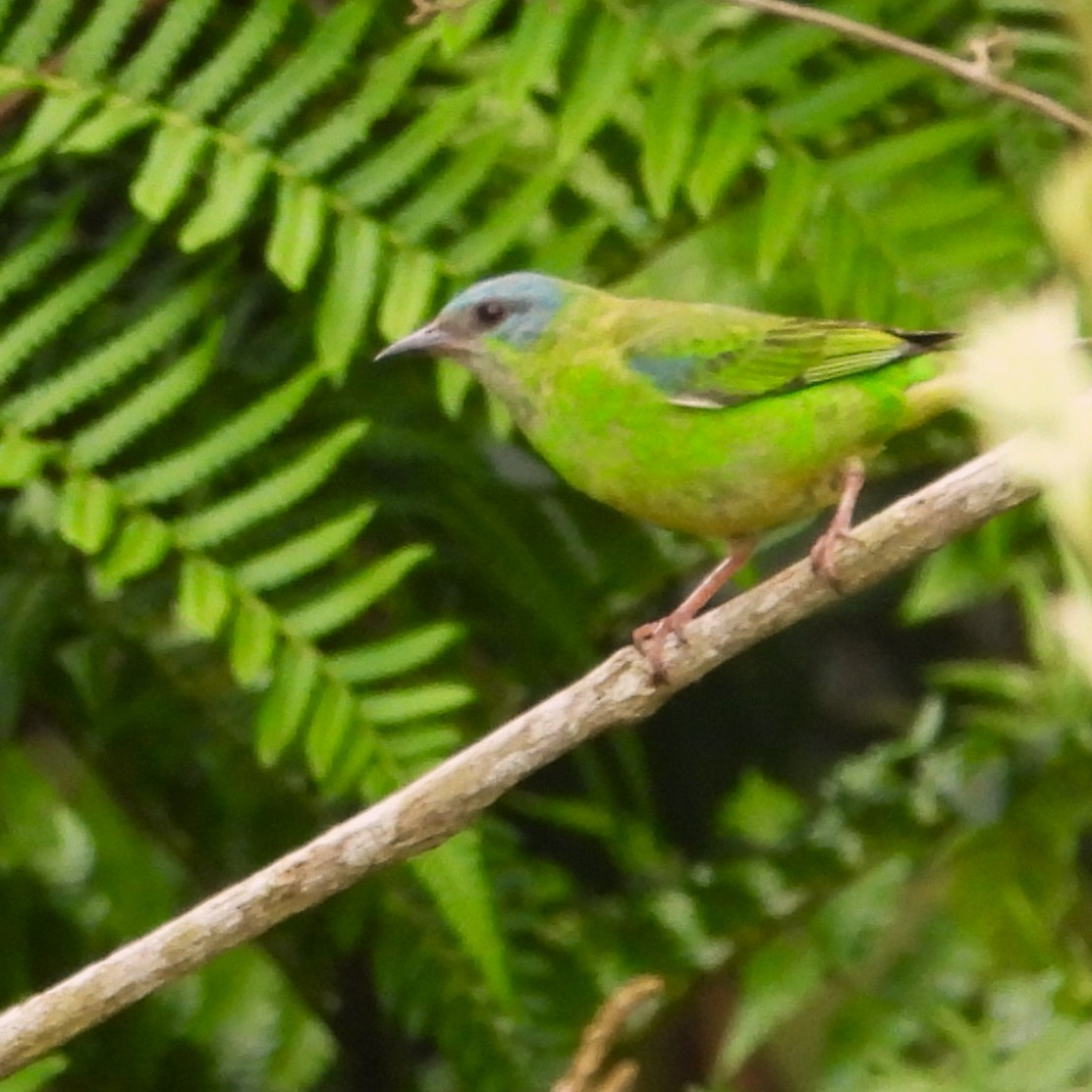 blådaknis - ML647078126