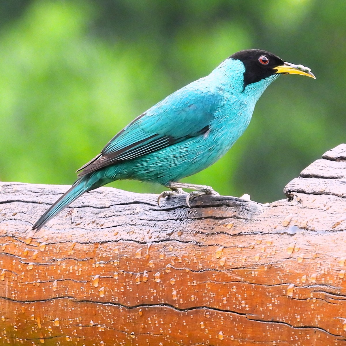 grønnhonningkryper - ML647078127