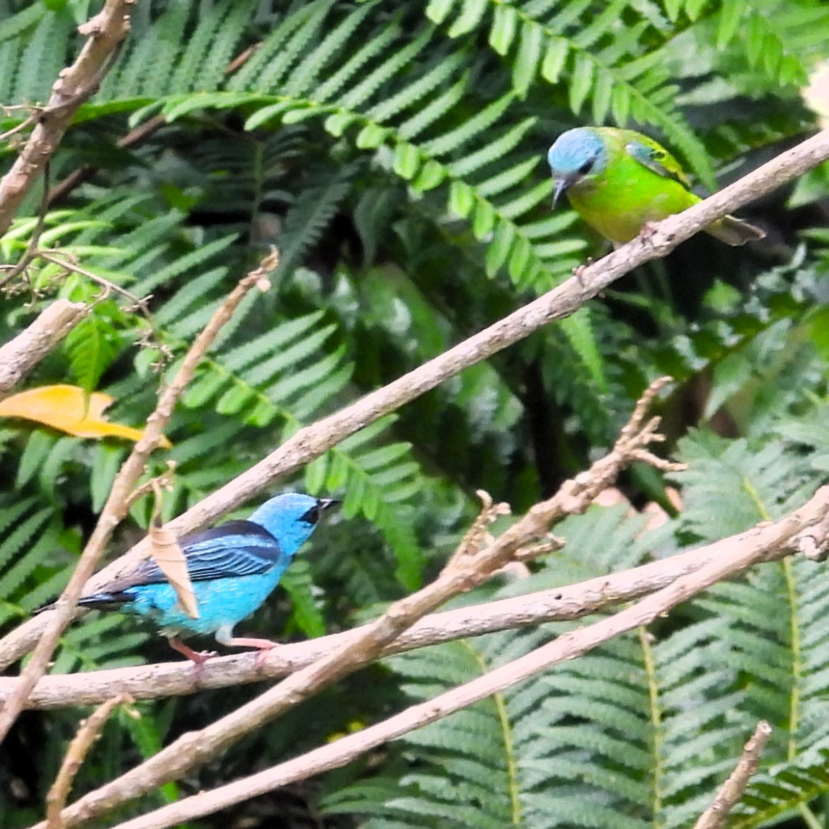 blådaknis - ML647078128