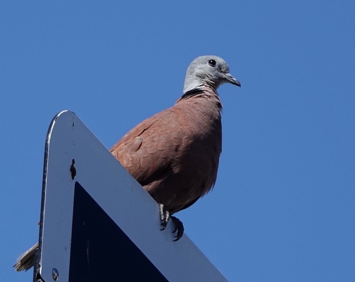 gråhodedue - ML647078129