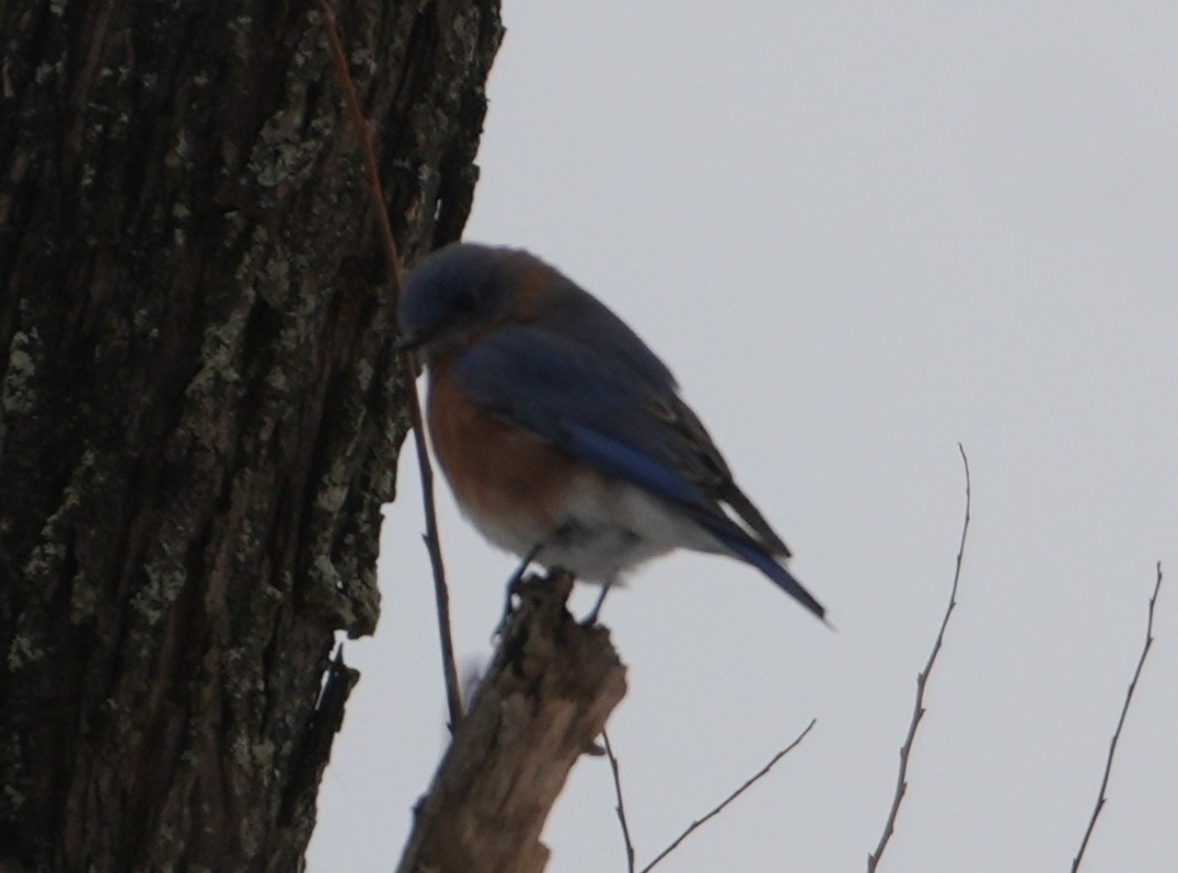 østblåfugl - ML647078131