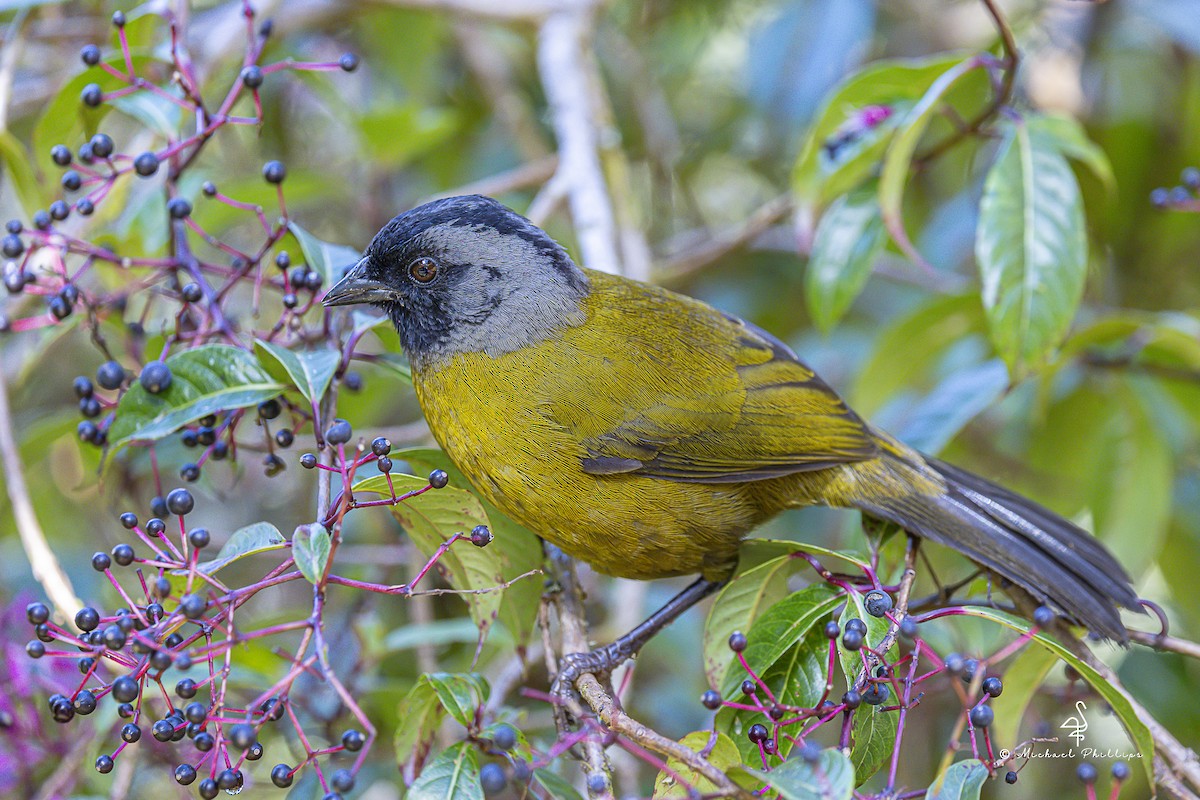 storfotspurv - ML647078132