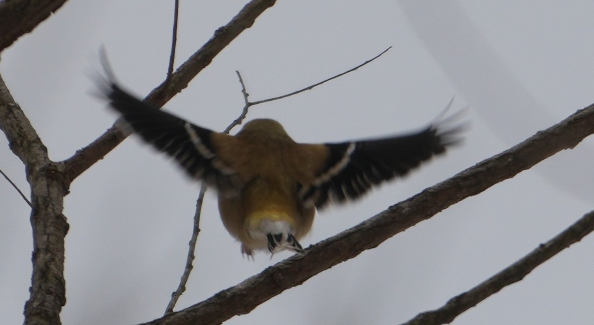 gulstillits - ML647078135