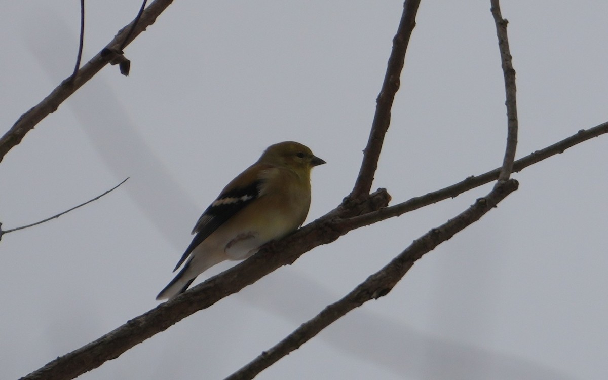 gulstillits - ML647078136