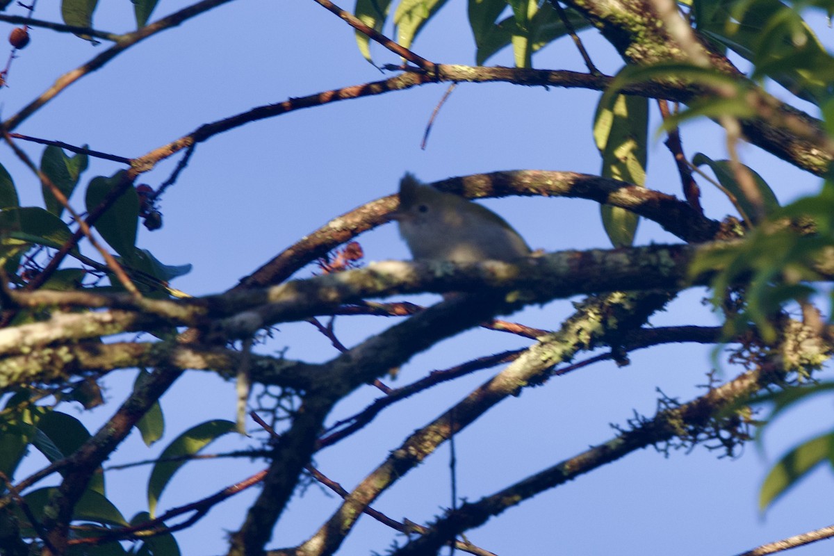 grønntoppyuhina - ML647078137